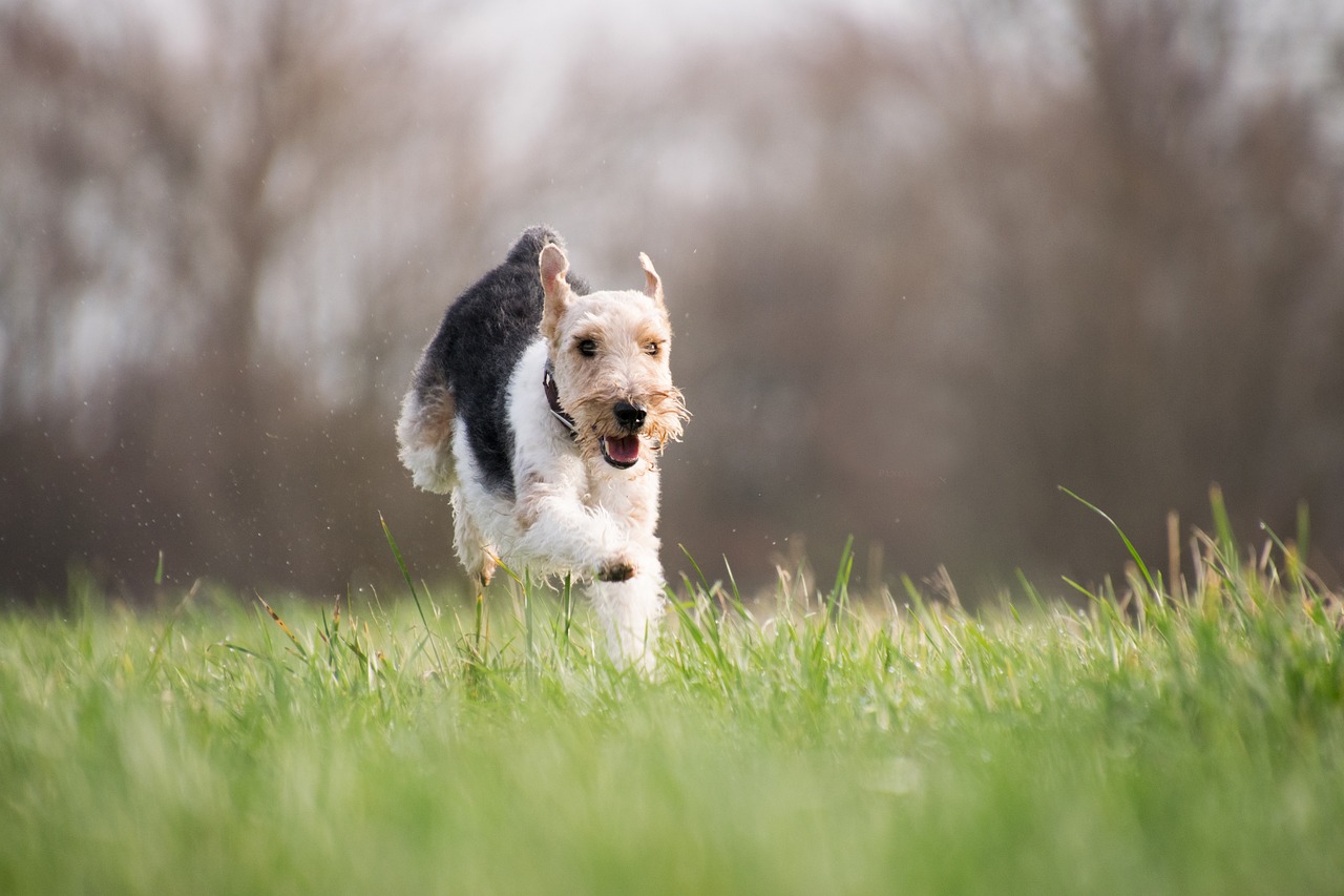 Dog Poop Pickup in Grosse Pointe Woods Michigan