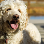 Dog Poop Pickup in Grosse Pointe Woods Michigan