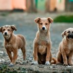 Dog Poop Pickup in Grosse Pointe Woods Michigan