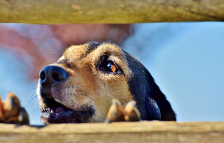 Dog Poop Pickup in Grosse Pointe Woods Michigan